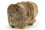 Hadrosaur (Edmontosaurus) Anterior Caudal Vertebrae - Montana #248800-3